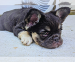 Small #2 French Bulldog