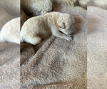Puppy Peaches Miniature Labradoodle
