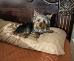 Small #7 Yorkshire Terrier