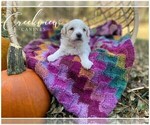Small Photo #8 Havachon Puppy For Sale in NIANGUA, MO, USA