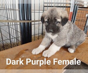 Anatolian Shepherd Puppy for sale in ELK FALLS, KS, USA