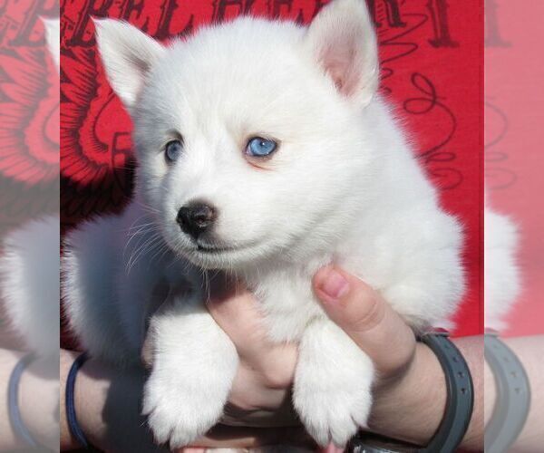 Medium Photo #5 Pomsky Puppy For Sale in SEBRING, FL, USA