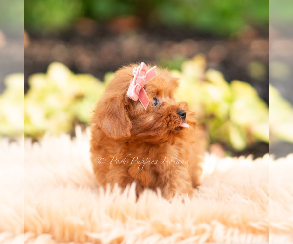 Medium Photo #28 Maltipoo (Miniature) Puppy For Sale in WARSAW, IN, USA