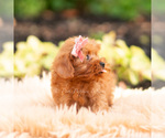 Small #2 Maltipoo (Miniature)