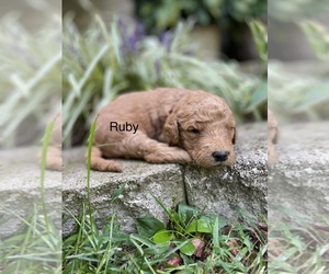 Goldendoodle Puppy for sale in FORDLAND, MO, USA