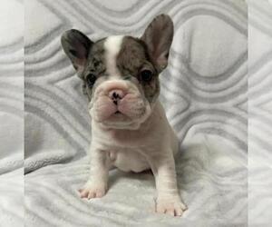 French Bulldog Puppy for sale in JOHNS ISLAND, SC, USA