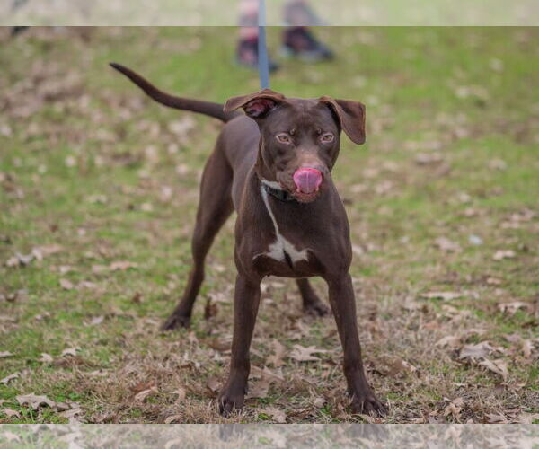 Medium Photo #4 Labrador Retriever-Unknown Mix Puppy For Sale in Munford, TN, USA