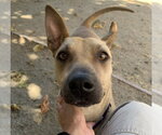 Small Photo #3 Mutt Puppy For Sale in Martinez, CA, USA