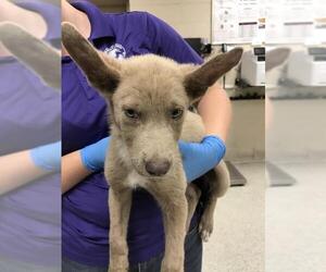 Labrador Retriever-Unknown Mix Dogs for adoption in Conroe, TX, USA