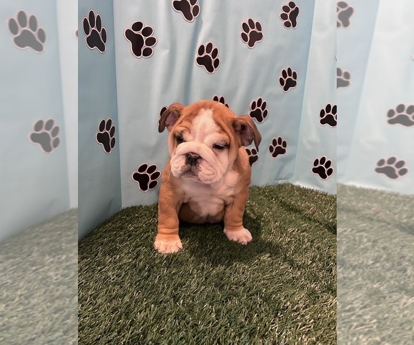 Medium Photo #4 Bulldog Puppy For Sale in BOWLING GREEN, KY, USA