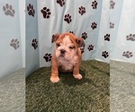 Small #3 Bulldog