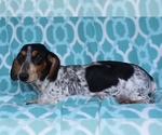 Small Photo #1 Dachshund Puppy For Sale in LOVELY, KY, USA