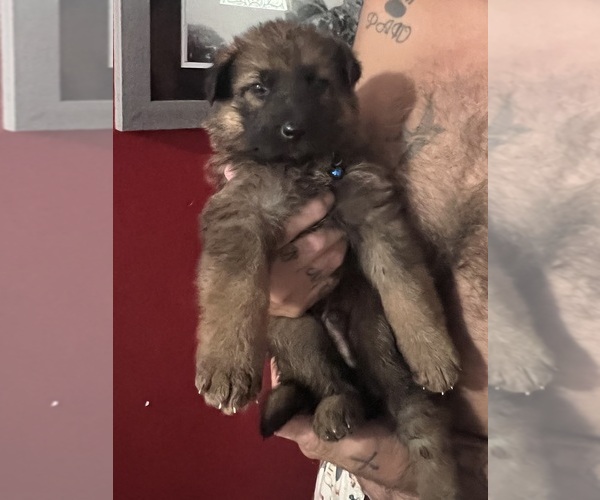 Medium Photo #3 German Shepherd Dog Puppy For Sale in FRUITLAND, WA, USA