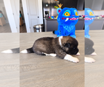 Puppy 5 Akita