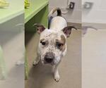 Small #1 Mutt