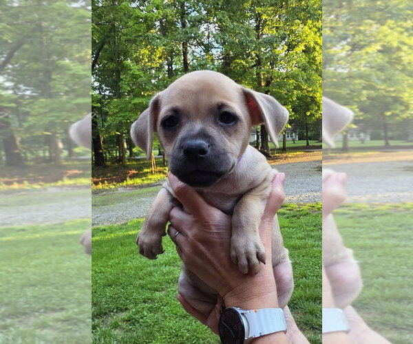 Medium Photo #2 Dachsador Puppy For Sale in Aurora, IN, USA