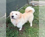 Small Great Pyrenees