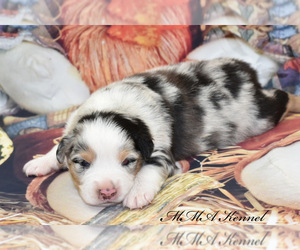 Australian Shepherd Puppy for sale in EASTON, MO, USA