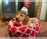 Small #23 Golden Retriever