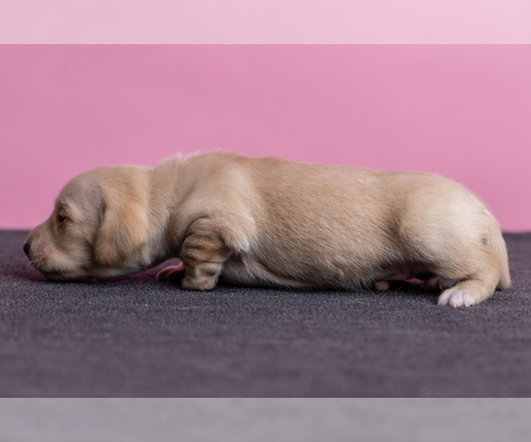 Medium Photo #30 Dachshund Puppy For Sale in CROWLEY, TX, USA