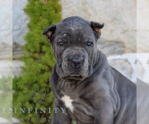 Cane Corso Puppy for sale in EAST EARL, PA, USA