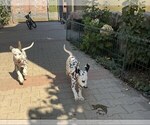Small #3 Dalmatian