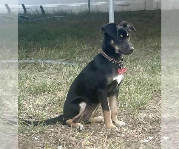 Medium Photo #8 Rat Terrier-Unknown Mix Puppy For Sale in Mount Laurel, NJ, USA