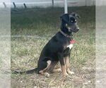 Small #7 Rat Terrier Mix