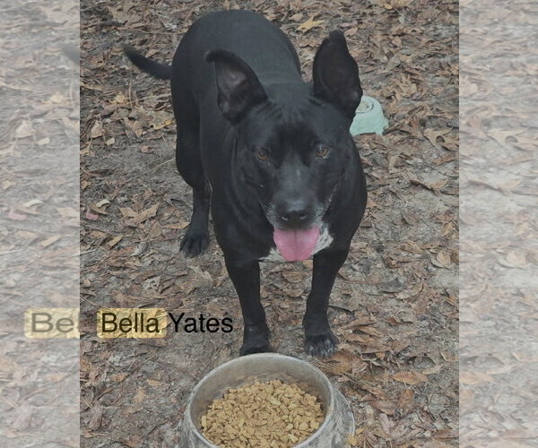 Medium Photo #3 American Pit Bull Terrier-Unknown Mix Puppy For Sale in Farmerville, LA, USA