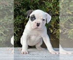 Small Photo #9 American Bulldog Puppy For Sale in PLUMAS LAKE, CA, USA