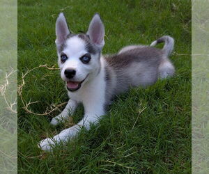 Siberian Husky Dogs for adoption in PIPE CREEK, TX, USA