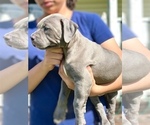 Small #4 American Bully