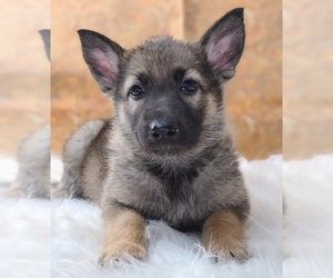 German Shepherd Dog Puppy for sale in WARREN, MA, USA