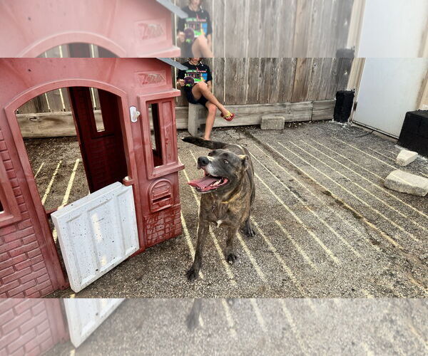Medium Photo #5 Catahoula Leopard Dog-Labrador Retriever Mix Puppy For Sale in Houston, TX, USA