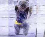 Small #7 Cairn Terrier