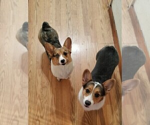 Mother of the American Corgi puppies born on 01/20/2024