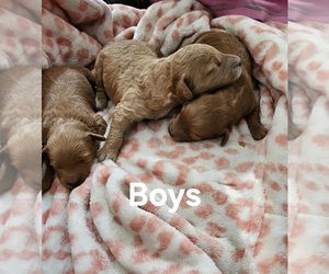 Goldendoodle (Miniature) Puppy for sale in MULBERRY, FL, USA