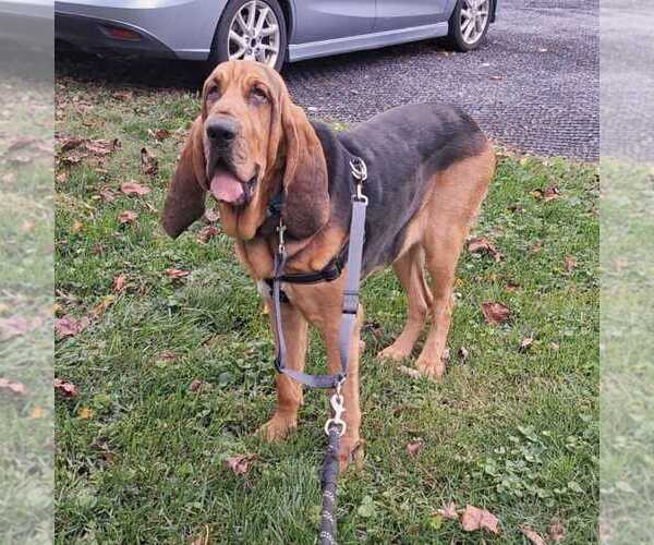 Medium Photo #1 Bloodhound-Unknown Mix Puppy For Sale in Silver Spring, MD, USA