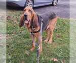 Copper - Male Bloodhound-Unknown Mix Dog for Adoption - Small photo