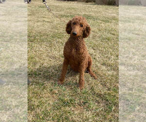 Poodle (Standard) Puppy for sale in CHANTILLY, VA, USA