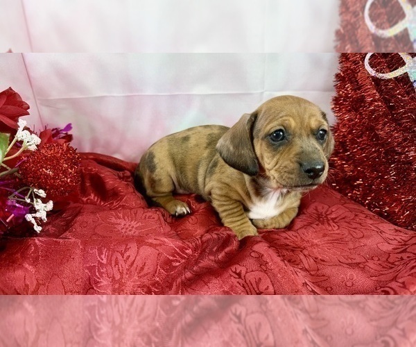 Medium Photo #43 Dachshund Puppy For Sale in CASSVILLE, MO, USA