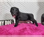 Small Photo #75 Golden Mountain Dog Puppy For Sale in BLACK FOREST, CO, USA