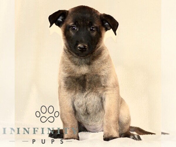 Medium Photo #3 Belgian Malinois Puppy For Sale in RONKS, PA, USA