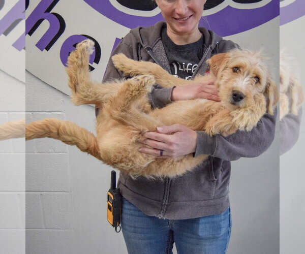 Medium Photo #6 Mutt Puppy For Sale in Huntley, IL, USA