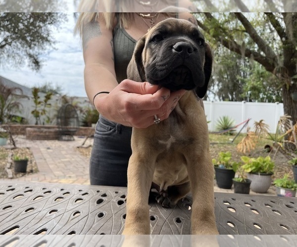 Medium Photo #42 Cane Corso Puppy For Sale in LAND O LAKES, FL, USA