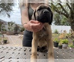 Small Photo #42 Cane Corso Puppy For Sale in LAND O LAKES, FL, USA