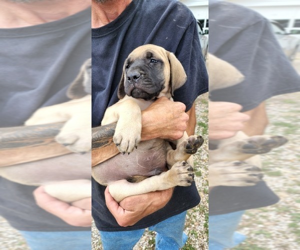 Medium Photo #30 Mastiff Puppy For Sale in PARIS, IL, USA