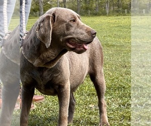 Mother of the Labrador Retriever puppies born on 06/20/2026