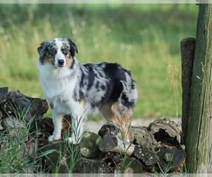 Mother of the Australian Shepherd puppies born on 03/30/2026