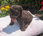 Small #13 Poodle (Toy)
